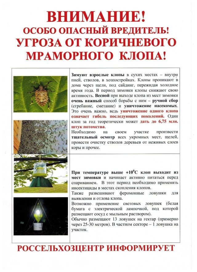 ВНИМАНИЕ! ОСОБО ОПАСНЫЙ ВРЕДИТЕЛЬ! КОРИЧНЕВО-МРАМОРНЫЙ КЛОП!