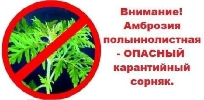 Внимание! Амброзия