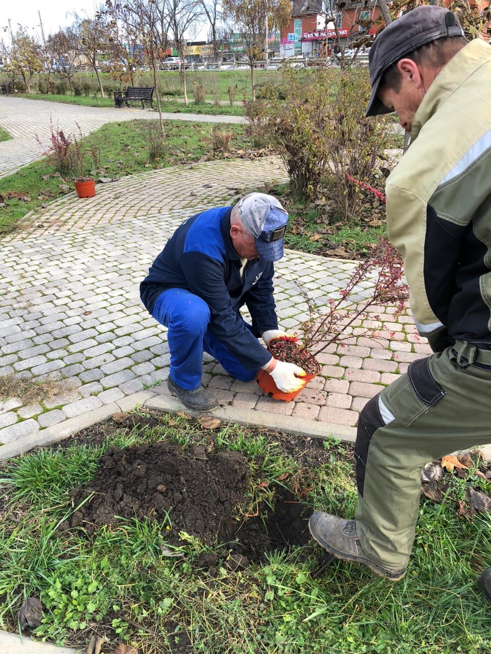 Продолжаем озеленение скверов