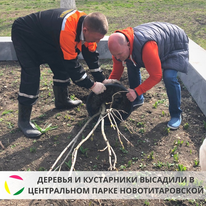 6 марта в Центральном парке станицы Новотитаровской высадили деревья и кустарники