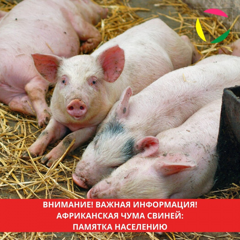 Памятка для владельцев по правилам содержания свиней