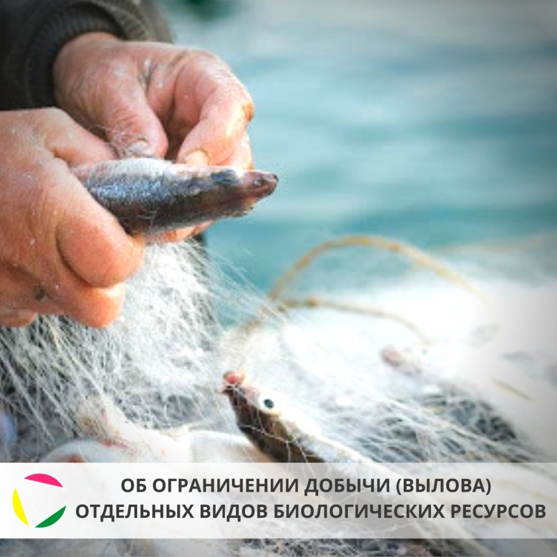 Об ограничениях добычи (вылова) отдельных видов водных биологических ресурсов