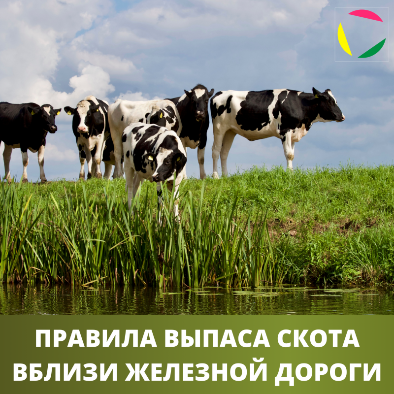 22.07. тренировка спортсменок из ФК «Магнолия»