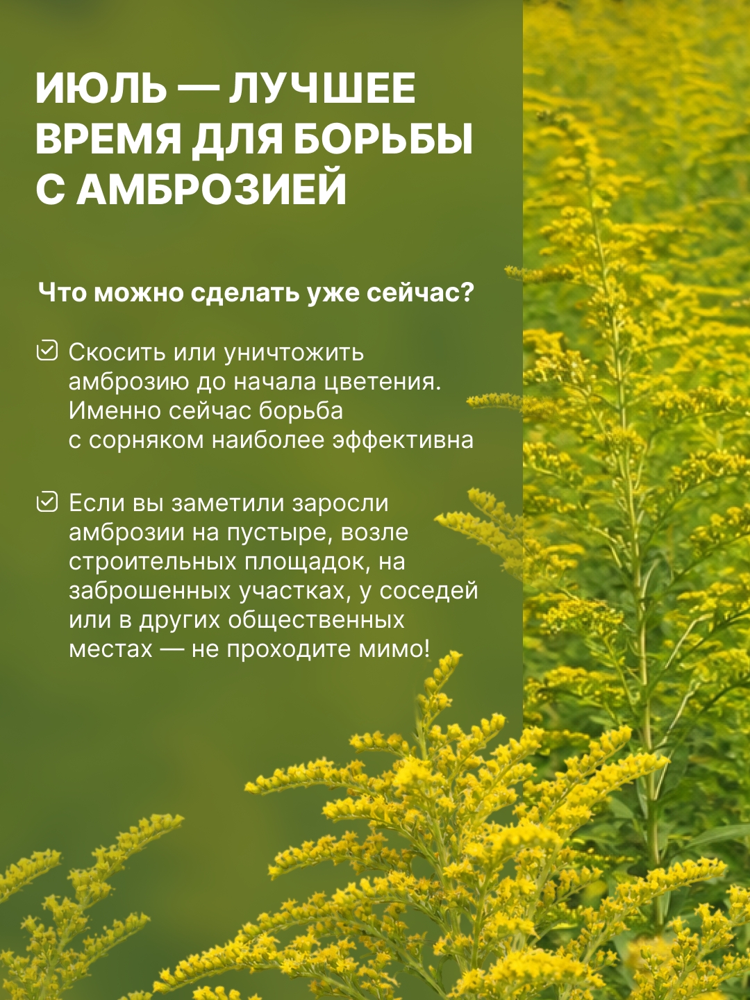 Амброзия — один из самых опасных карантинных сорняков.