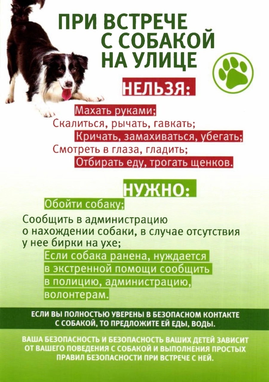 Правила поведения при встрече с бездомным животным