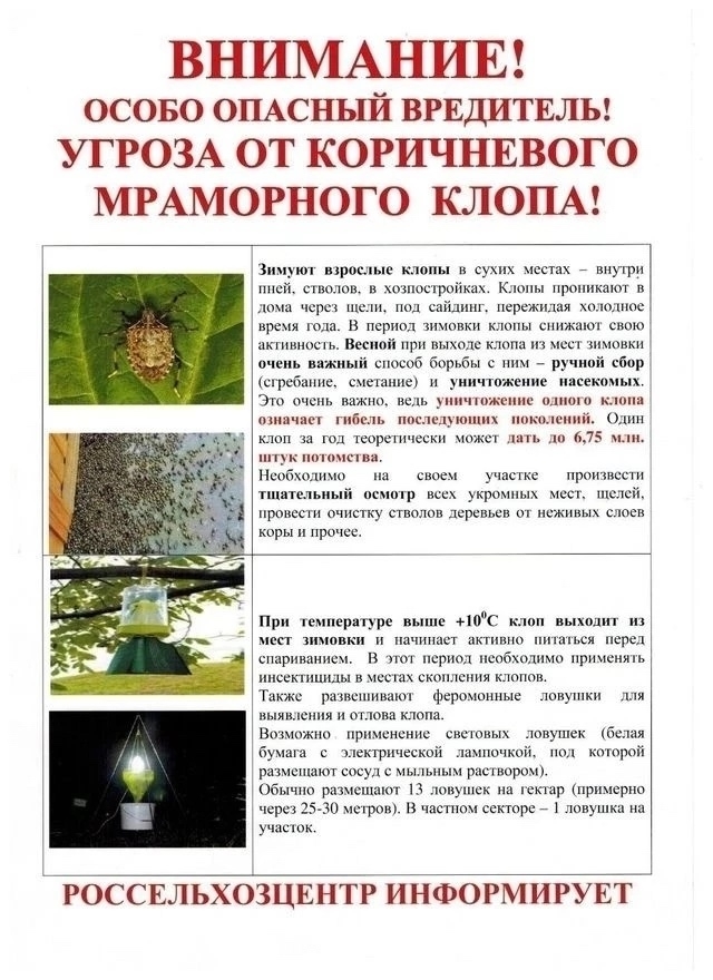 Опасный вредитель коричнево-мраморный клоп